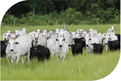 Produção de carne bovina